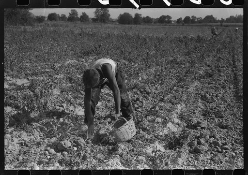 Untitled photo, possibly related to: Harvesting potatoes, Jefferson County, Kentucky