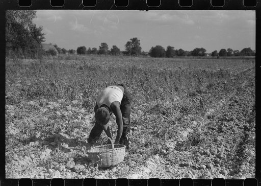 Untitled photo, possibly related to: Harvesting potatoes, Jefferson County, Kentucky