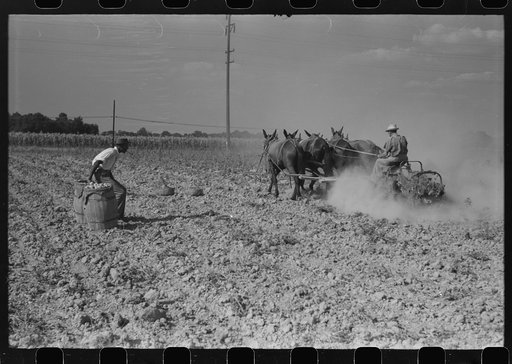 Untitled photo, possibly related to: Harvesting potatoes, Jefferson County, Kentucky