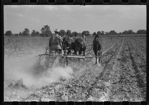 Untitled photo, possibly related to: Harvesting potatoes, Jefferson County, Kentucky
