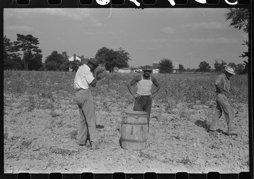 Harvesting potatoes, Jefferson County, Kentucky