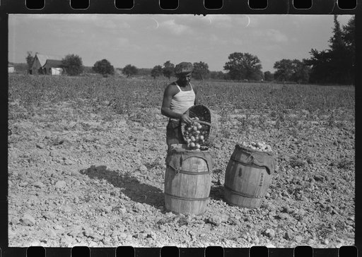 Harvesting potatoes. Jefferson County, Kentucky