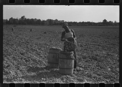Untitled photo, possibly related to: Harvesting potatoes, Jefferson County, Kentucky