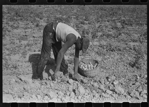 Untitled photo, possibly related to: Harvesting potatoes, Jefferson County, Kentucky