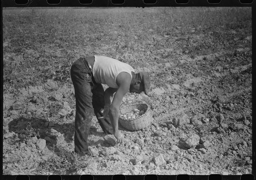 Harvesting potatoes, Jefferson County, Kentucky