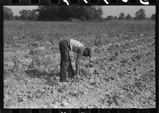 Untitled photo, possibly related to: Harvesting potatoes, Jefferson County, Kentucky