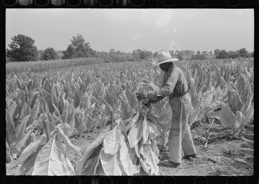 Farmers cutting tobacco and putting it on sticks to wilt before taking it to barn for drying and curing. In region between Louisville and Lexington, Kentucky