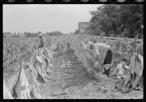 Untitled photo, possibly related to: Farmers cutting tobacco and putting it on sticks to wilt before taking it to barn for drying and curing. In region between Louisville and Lexington, Kentucky