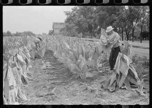 Farmers cutting tobacco and putting it on sticks to wilt before taking it to barn for drying and curing. In region between Louisville and Lexington, Kentucky
