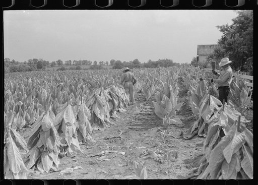Untitled photo, possibly related to: Farmers cutting tobacco and putting it on sticks to wilt before taking it to barn for drying and curing. In region between Louisville and Lexington, Kentucky