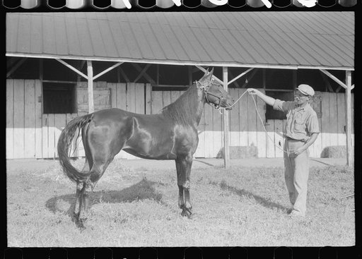 Winners in the Shelby County Horse Show and Fair. Shelbyville, Kentucky