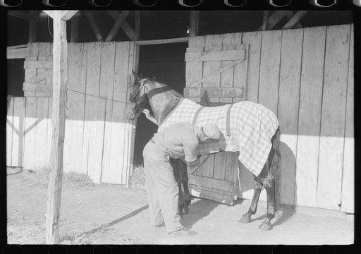 Elaborate preparations are made for entries in Shelby County Horse Show and Fair, Shelbyville, Kentucky