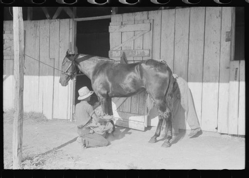 Elaborate preparations are made for entries in Shelby County Horse Show and Fair, Shelbyville, Kentucky