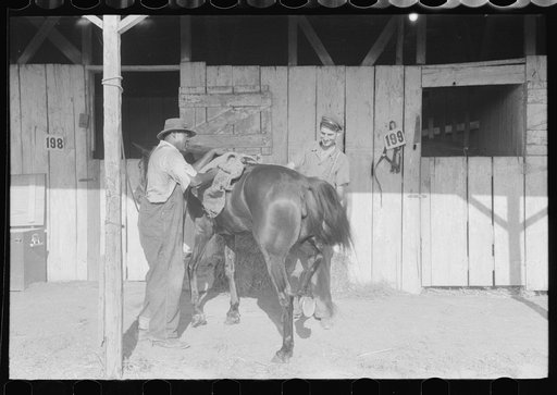 Elaborate preparations are made for entries in Shelby County Horse Show and Fair, Shelbyville, Kentucky