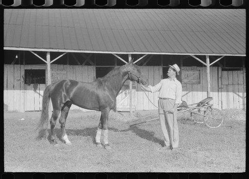 Winner in the Shelby County Horse Show and Fair, Shelbyville, Kentucky