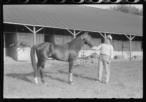 Untitled photo, possibly related to: Winner in the Shelby County Horse Show and Fair, Shelbyville, Kentucky