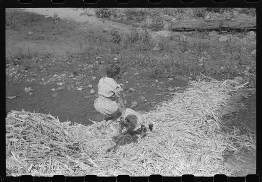 Untitled photo, possibly related to: Pouring off and straining finished sorghum syrup after it had been boiled down at a "syruping off" on the highway between Jackson and Campton, Kentucky