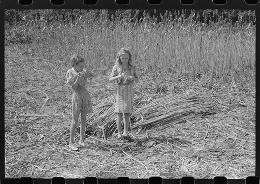 In the early fall during "syruping off" time many of the children stay home from school to eat the freshly boiled down sorghum cane syrup. The cook usually goes to the various farms in the neighborhood and for his work takes a share of the syrup. On the highway between Jackson and Campton, Kentucky