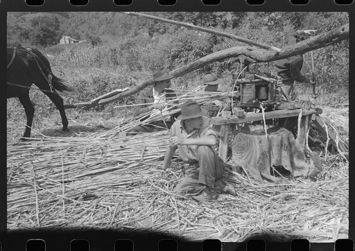 Untitled photo, possibly related to: Ginning the sorghum cane to make syrup. At a mountaineer's home on the road between Jackson and Campton, Kentucky