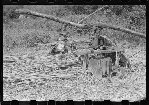 Ginning the sorghum cane to make syrup. At a mountaineer's home on the road between Jackson and Campton, Kentucky