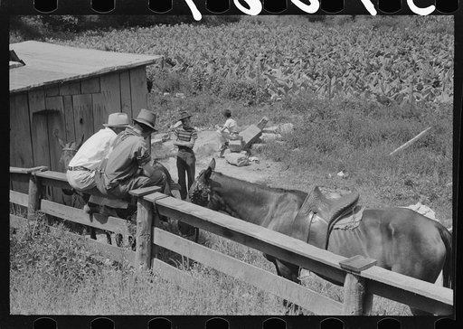 Farmers trading mules and horses on "Jockey Street" in Campton, Kentucky
