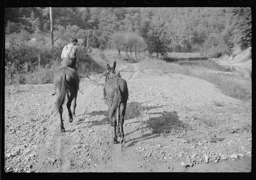Mountaineer's son leading home a mule down the creek bed in the evening. Breathitt County, Kentucky