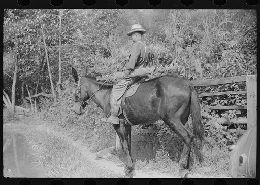 Mountaineer going home on muleback up Burton's Fork of the Kentucky River. Kentucky