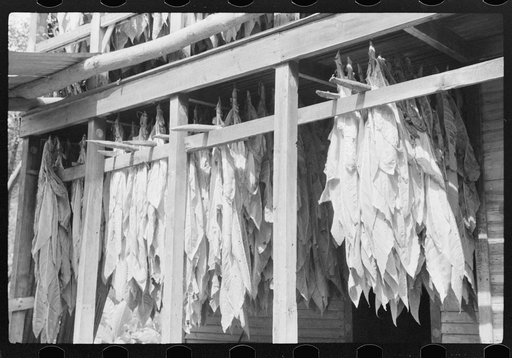 Tobacco hung up to dry on porch of mountaineer's cabin. Near Jackson, Kentucky