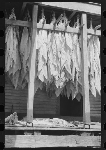 Tobacco hung up to dry on porch of mountaineer's cabin. Near Jackson, Kentucky