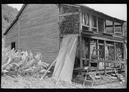 Tobacco hung up to dry on porch of mountaineer's cabin. Near Jackson, Kentucky