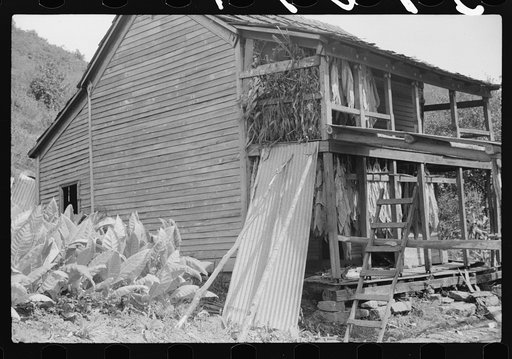 Untitled photo, possibly related to: Tobacco hung up to dry on porch of mountaineer's cabin. Near Jackson, Kentucky