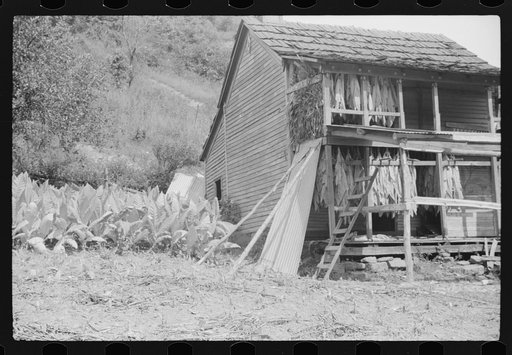 Untitled photo, possibly related to: Tobacco hung up to dry on porch of mountaineer's cabin. Near Jackson, Kentucky