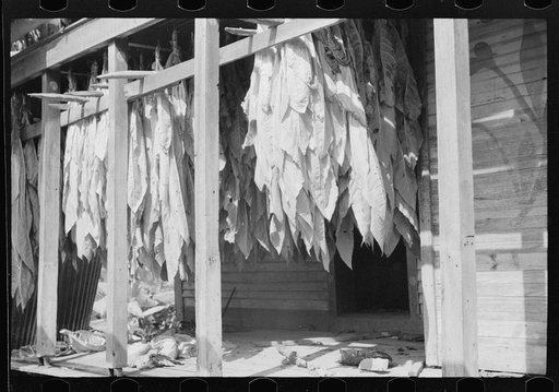 Untitled photo, possibly related to: Tobacco hung up to dry on porch of mountaineer's cabin. Near Jackson, Kentucky