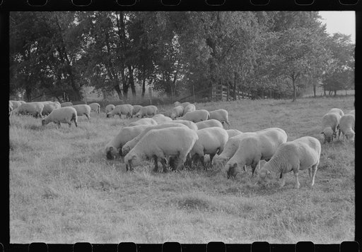 Untitled photo, possibly related to: Sheep grazing on farm of Russell Spears near Lexington, Kentucky