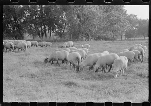 Sheep grazing on farm of Russell Spears near Lexington, Kentucky