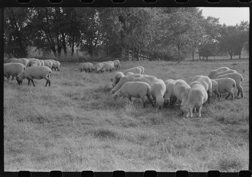 Untitled photo, possibly related to: Sheep grazing on farm of Russell Spears near Lexington, Kentucky