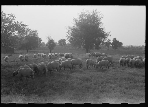 Untitled photo, possibly related to: Sheep grazing on farm of Russell Spears near Lexington, Kentucky