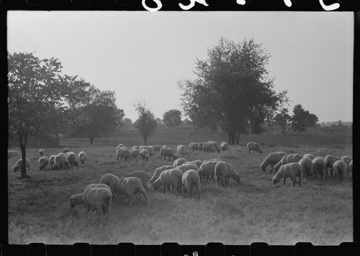 Sheep grazing on farm of Russell Spears near Lexington, Kentucky