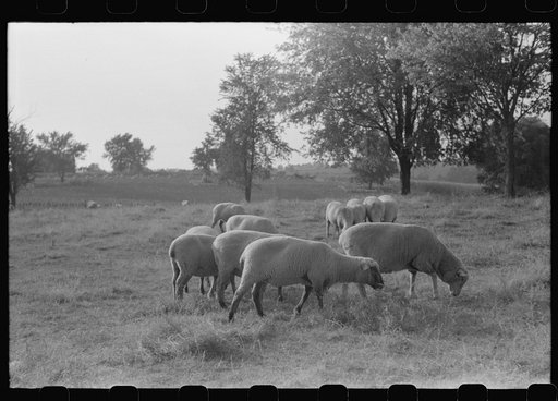 Untitled photo, possibly related to: Sheep grazing on farm of Russell Spears near Lexington, Kentucky