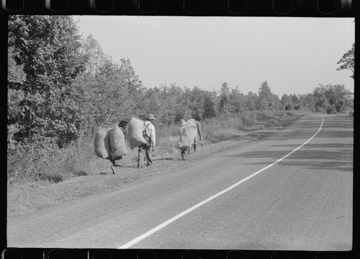Caswell County, North Carolina. Negro tenants taking home grass which was cut along the roadside by the Highway Department