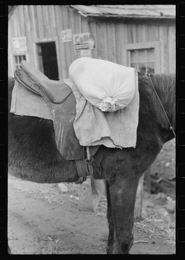 Farmer's mule waiting with sack of wheat, Saturday morning, Jackson, Kentucky
