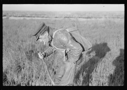 Untitled photo, possibly related to: Spanish trapper checking up on the trap which he set in the muskrat "run." In the marshland near Delacroix Island, Louisiana