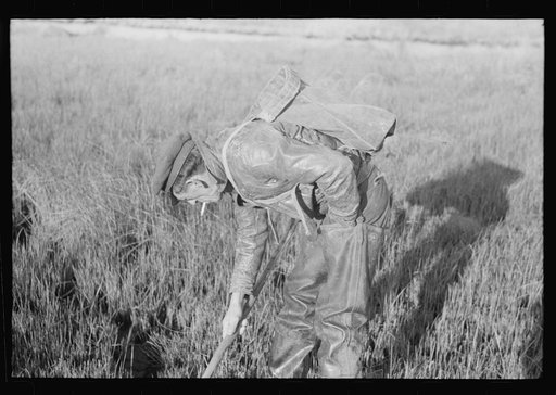 Spanish trapper checking up on the trap which he set in the muskrat "run." In the marshland near Delacroix Island, Louisiana