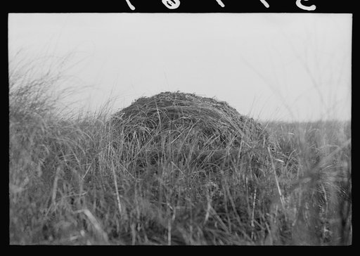 House built by the muskrats. They line it with mud and partition it off so that each animal has a separate room. In the marshes near Delacroix Island, Louisiana
