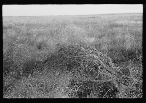 Untitled photo, possibly related to: House built by the muskrats. They line it with mud and partition it off so that each animal has a separate room. In the marshes near Delacroix Island, Louisiana