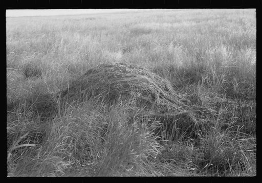 House built by the muskrats. They line it with mud and partition it off so that each animal has a separate room. In the marshes near Delacroix Island, Louisiana