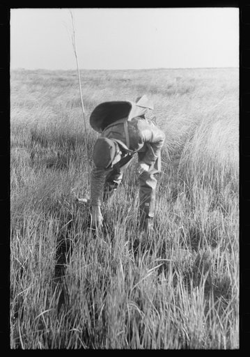 FSA (Farm Security Administration) trapper placing a reed as a marker of place where he has just put a trap in the muskrat "run." In the swampland near Delacroix Island, Louisiana