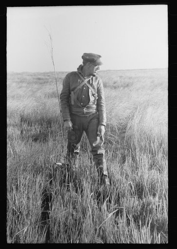 Untitled photo, possibly related to: FSA (Farm Security Administration) trapper placing a reed as a marker of place where he has just put a trap in the muskrat "run." In the swampland near Delacroix Island, Louisiana