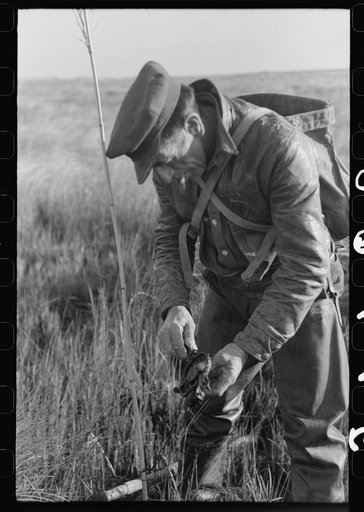 Spanish trapper checking up on the trap which he set in the muskrat "run." In the marshland near Delacroix Island, Louisiana