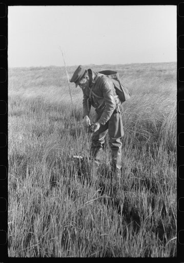 Untitled photo, possibly related to: Spanish trapper checking up on the trap which he set in the muskrat "run." In the marshland near Delacroix Island, Louisiana